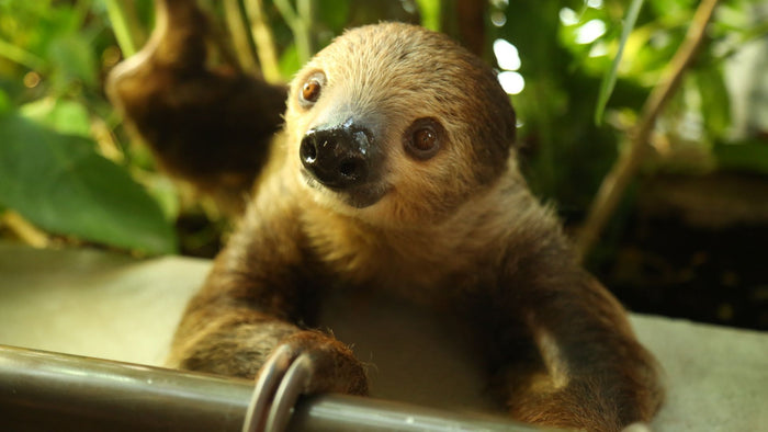 Kids' Day Pass Adventure at The Green Planet | at Wondergifts