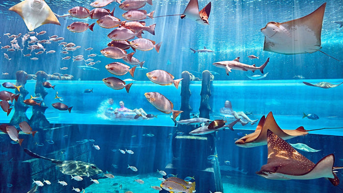 Atlantis Aquaventure Day Pass for One Child | at Wondergifts