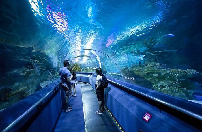 Dubai Aquarium & Underwater Zoo with Penguin Cove General Admission