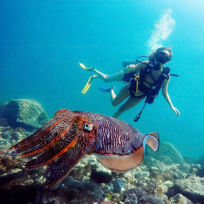 Underwater Adventure! Snorkeling Trip in Fujairah