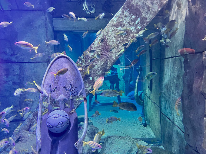 Dinner at Saffron Atlantis with Lost Chambers Aquarium Access for One
