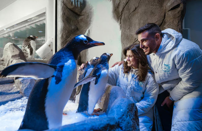 Dubai Aquarium & Underwater Zoo with Penguin Cove General Admission
