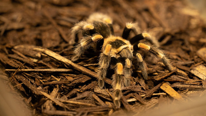 The Green Planet Day Pass for One Adult | at Wondergifts