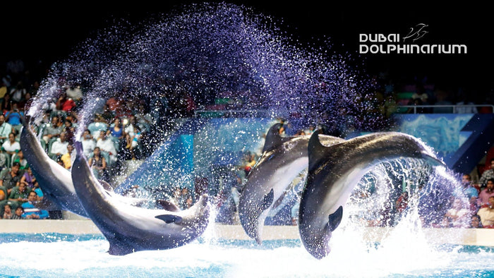 General Admission to Dolphin and Seal Show for Two | at Wondergifts