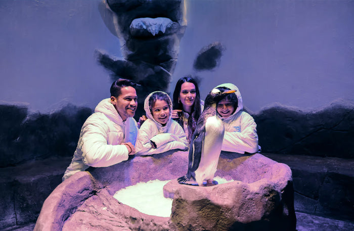 Dubai Aquarium & Underwater Zoo with Penguin Cove General Admission