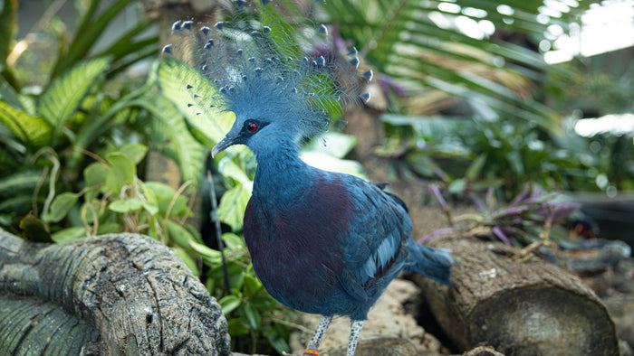 The Green Planet Day Pass for One Adult | at Wondergifts