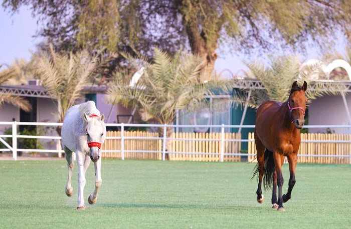 Nirvana Retreat Exclusive Winter Stay in Chalet with Private Pool and Breakfast | at Wondergifts