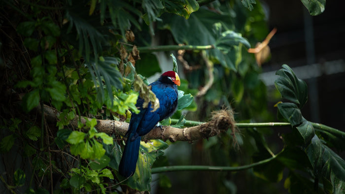 The Green Planet Day Pass for One Adult | at Wondergifts