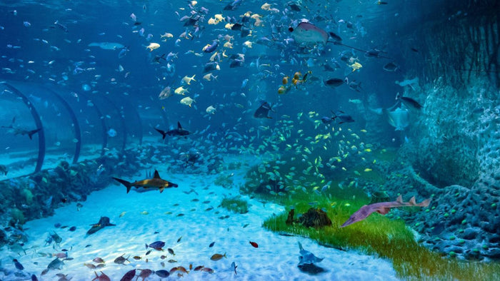 Marine Adventure Tickets for Family of Four: National Aquarium | at Wondergifts