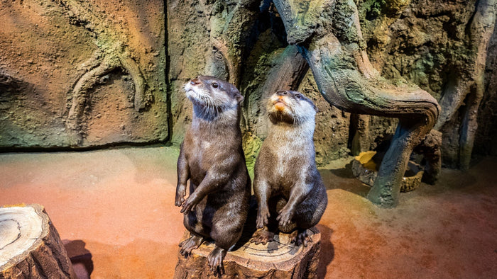 Spectacular Burj Khalifa At The Top & Dubai Aquarium Adventure Combo | at Wondergifts