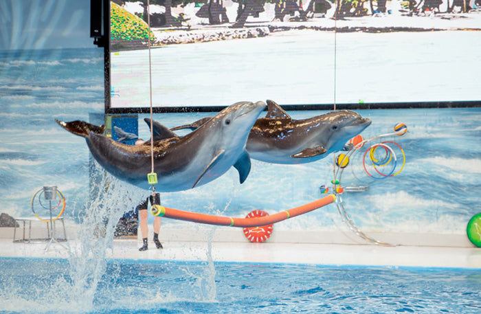 Dolphin & Seal Show for Family of Four at Dubai Dolphinarium | at Wondergifts