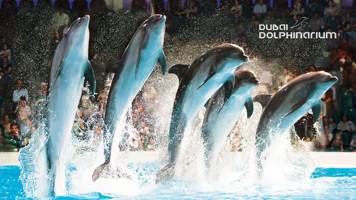General Admission to Dolphin and Seal Show for Two | at Wondergifts