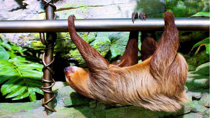 Kids' Day Pass Adventure at The Green Planet | at Wondergifts