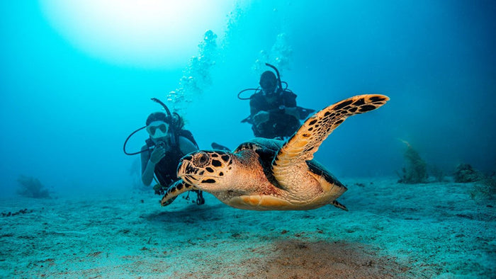 Fujairah Scuba Diving and Snorkeling with Turtles including BBQ Lunch | at Wondergifts