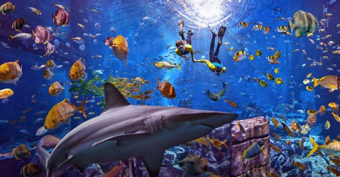 Atlantis Lost Chambers Aquarium Access for One Person | at Wondergifts