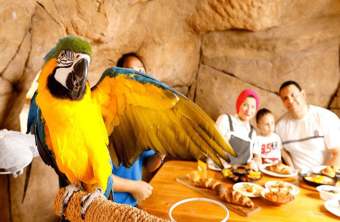 Emirates Park Zoo & Resort One-Night Stay with Zoo Access, Breakfast and Dinner with Wild Animals