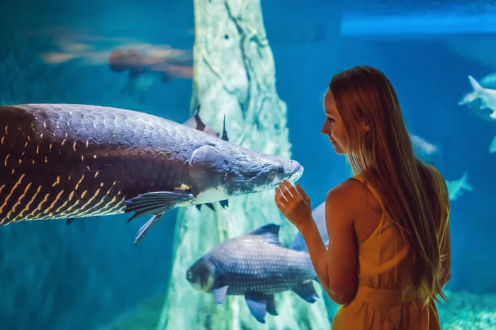 Dubai Aquarium & Underwater Zoo with Penguin Cove General Admission | at Wondergifts