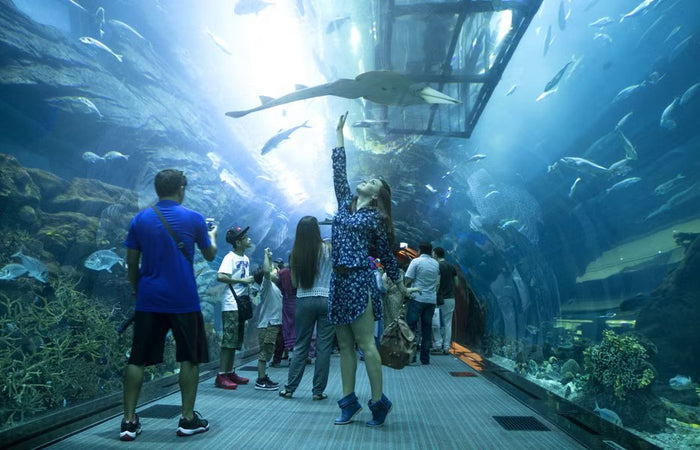 Dubai Aquarium & Underwater Zoo with Penguin Cove General Admission | at Wondergifts