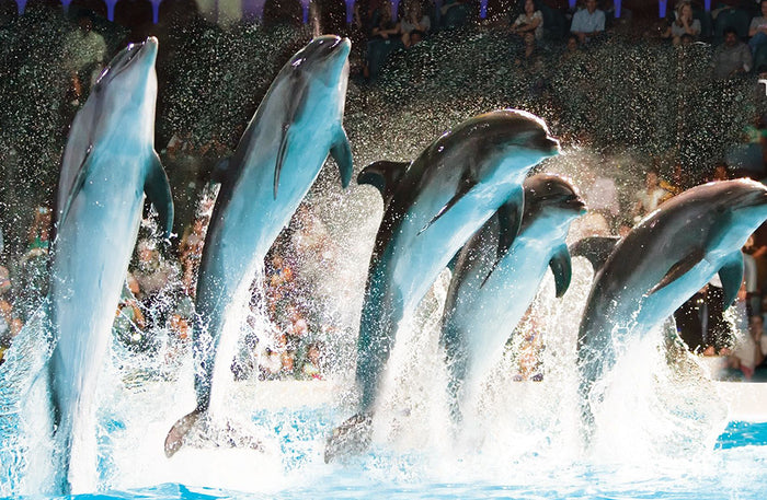 Creek Park Exotic Bird Show General Admission Ticket for 1 Child | at Wondergifts