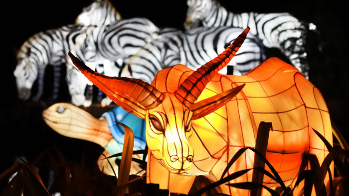 Dubai Garden Glow with Access to Glow Park and Dinosaur Park for One | at Wondergifts