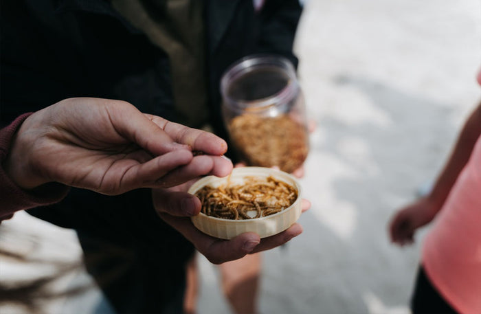 Bear Grylls Explorers Camp Essential Survival Course