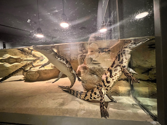 General Entry Ticket to Dubai Crocodile Park for One Adult | at Wondergifts