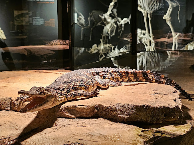 Dubai Crocodile Park Entry Ticket for One Child | at Wondergifts