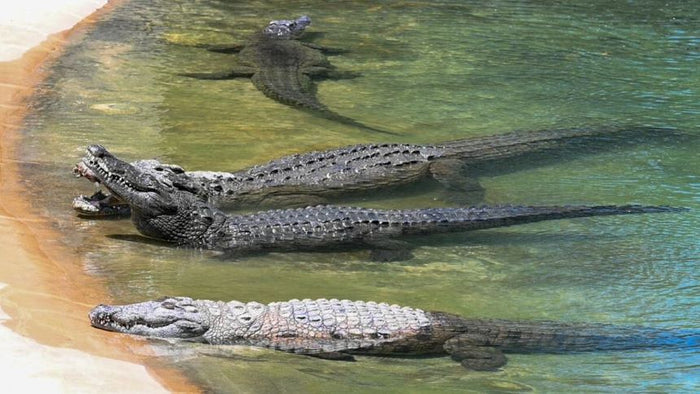 Dubai Crocodile Park Entry Ticket for One Child | at Wondergifts