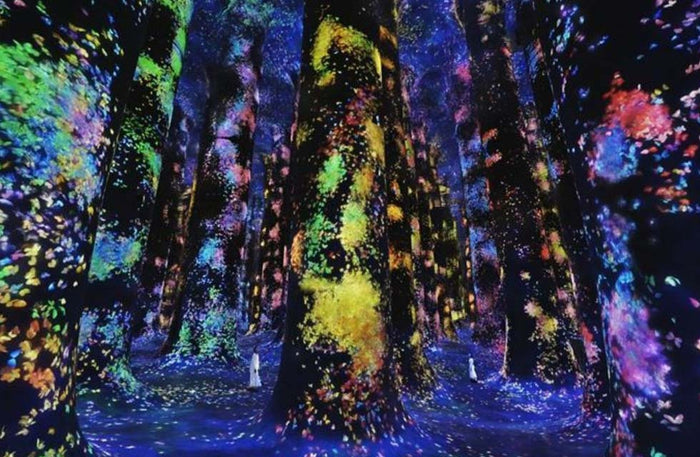 Immersive TeamLab Phenomena Abu Dhabi Experience for One | at Wondergifts