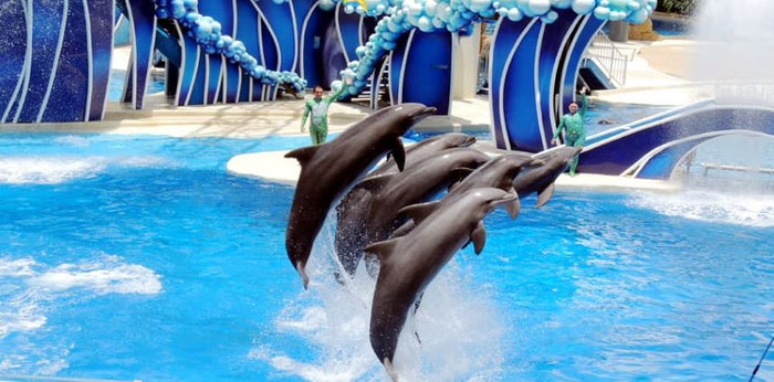 Standard Dolphin and Seal Show for One at Dubai Dolphinarium | at Wondergifts