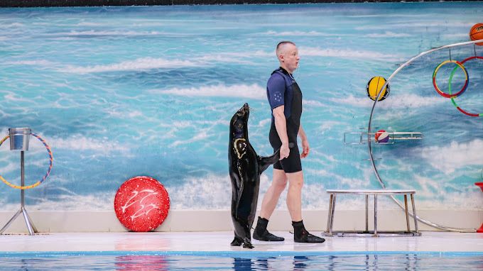 Standard Dolphin and Seal Show for One at Dubai Dolphinarium | at Wondergifts