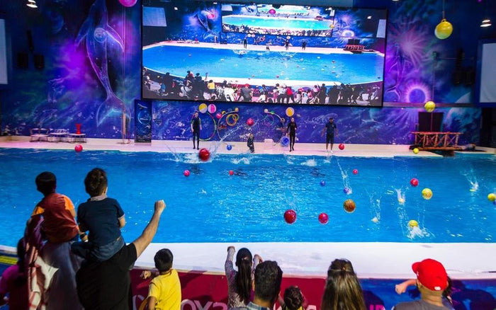 Standard Dolphin and Seal Show for One at Dubai Dolphinarium | at Wondergifts