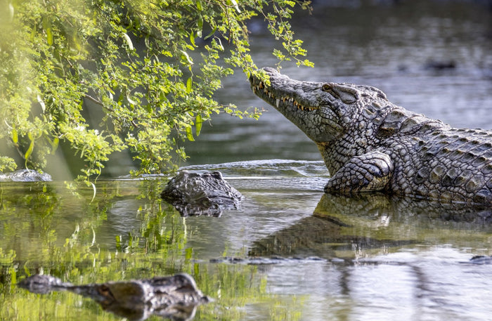Dubai Crocodile Park Entry Ticket for One Child | at Wondergifts