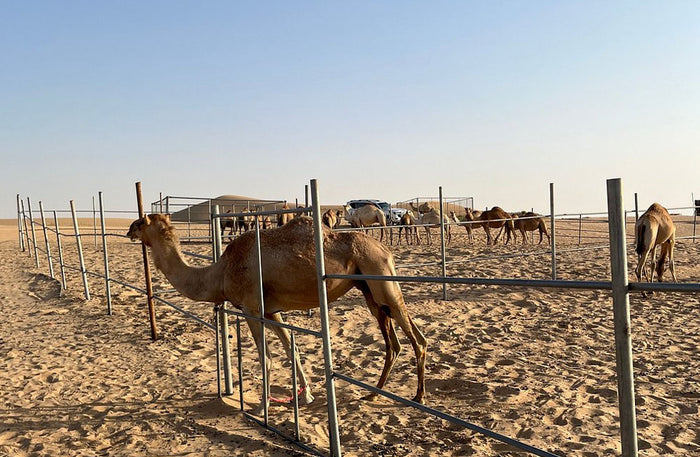 Sunset Desert Safari Experience with BBQ Dinner for One in Abu Dhabi | at Wondergifts