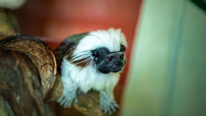 Kids' Day Pass Adventure at The Green Planet | at Wondergifts