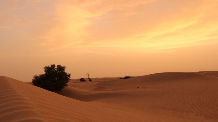 One Desert Stay in a Private Cabin with Safari & Dinner for Two | at Wondergifts