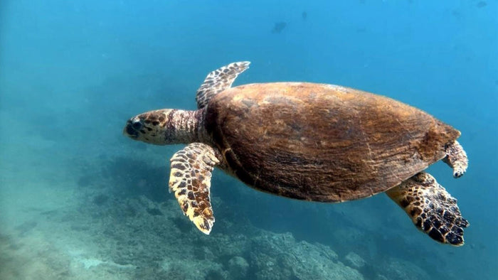 Underwater Adventure! Snorkeling Trip in Fujairah | at Wondergifts