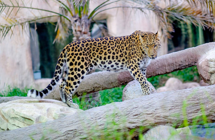 Emirates Park Zoo & Resort Family Stay with Zoo Access and Breakfast with Giraffes