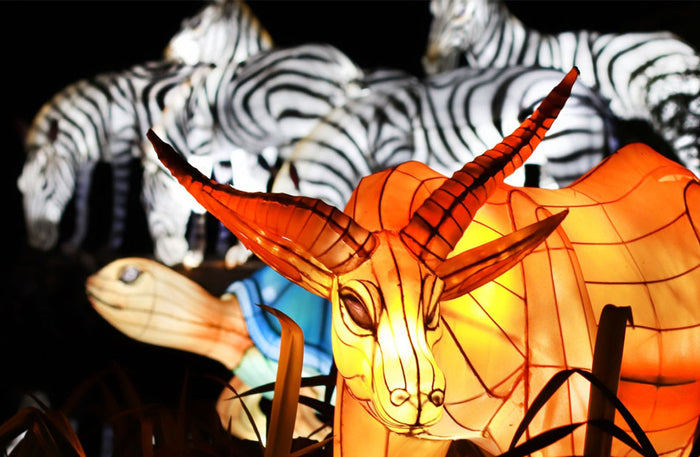 Garden Glow and The Frame Entrance tickets for One | at Wondergifts