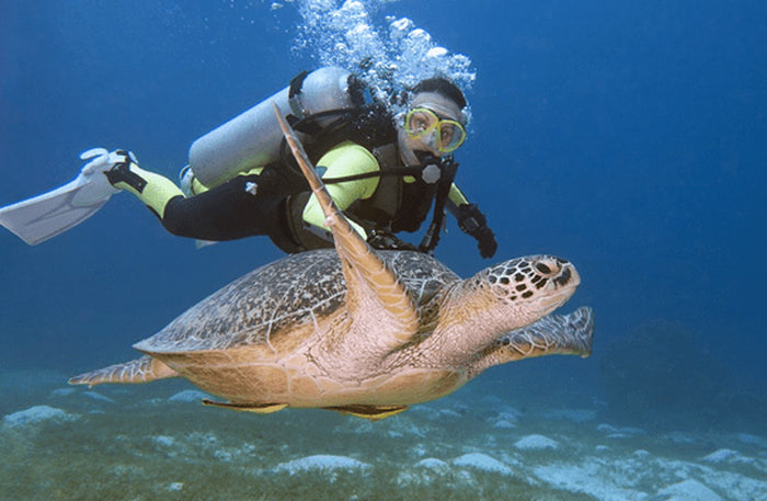 Fujairah Scuba Diving and Snorkeling with Turtles including BBQ Lunch | at Wondergifts