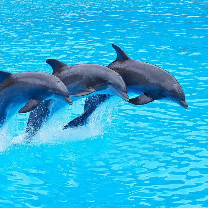 Where Can I Have Fun with Dolphins in Dubai?