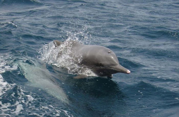 Private Overnight Musandam Dhow Cruise: Camping, Snorkeling & More for Three |  at Wondergifts