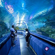 Dubai Aquarium & Underwater Zoo with Penguin Cove General Admission