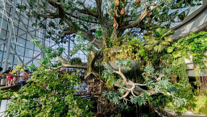 Kids' Day Pass Adventure at The Green Planet |  at Wondergifts