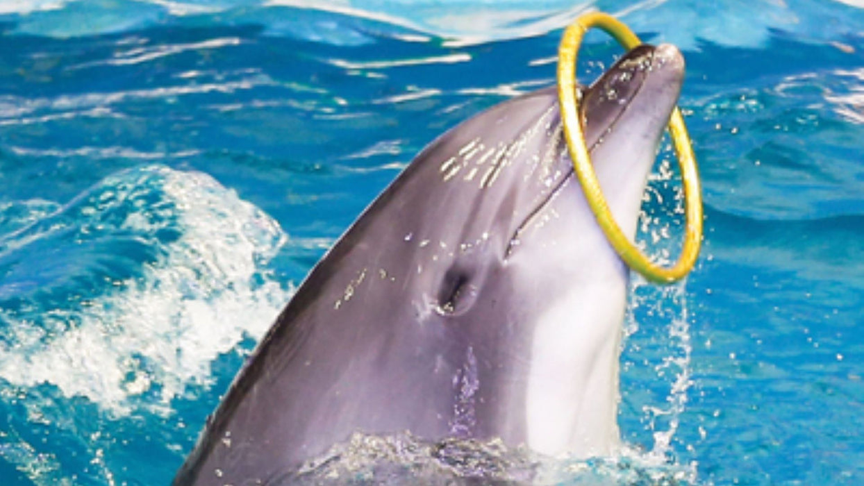 General Admission to Dolphin and Seal Show for Two