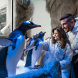 Dubai Aquarium & Underwater Zoo with Penguin Cove General Admission