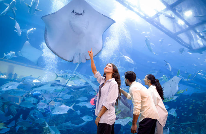 Dubai Aquarium & Underwater Zoo with Penguin Cove General Admission