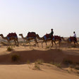 Al Maha Desert Resort - Luxury Desert Adventure with Camel Trek, Wildlife Drive & Sunset Sundowner