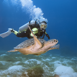 Fujairah Scuba Diving and Snorkeling with Turtles including BBQ Lunch