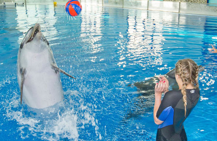 Dolphin & Seal Show General Admission Tickets for 1 Child |  at Wondergifts